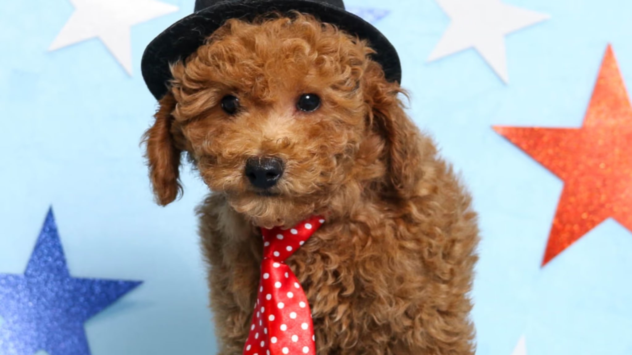 Shops miniature red poodle puppies