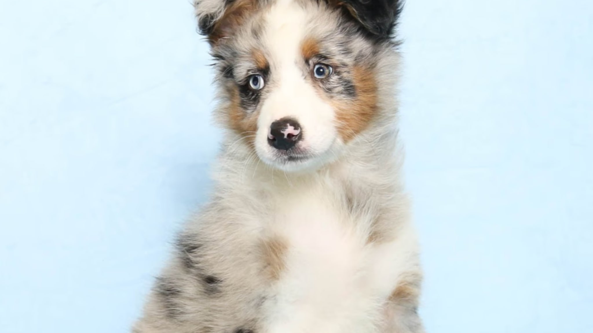 Characteristics and Traits of Australian Shepherds Alt text