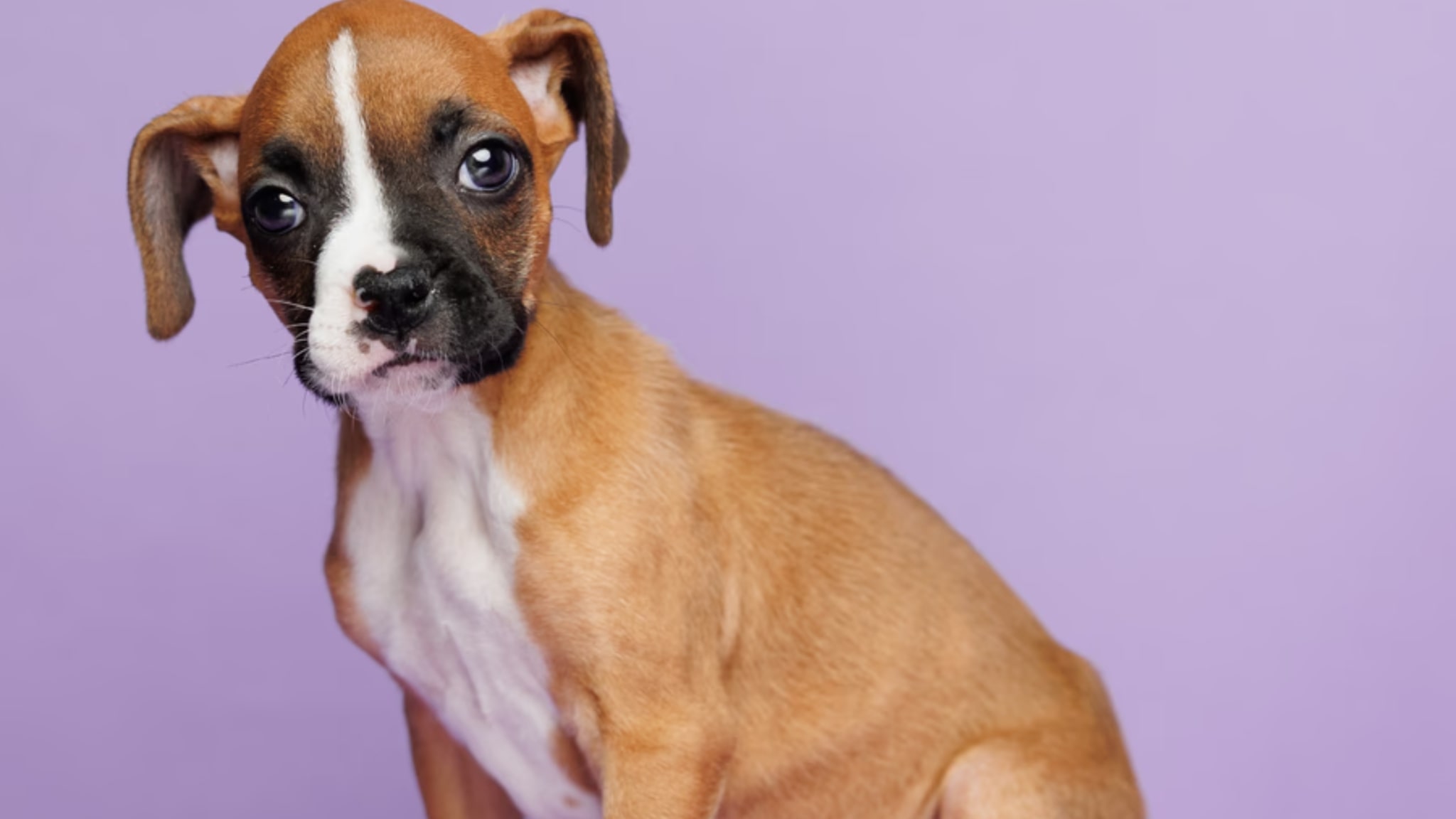 Characteristics and Traits of the Boxer Puppies for Sale Alt text