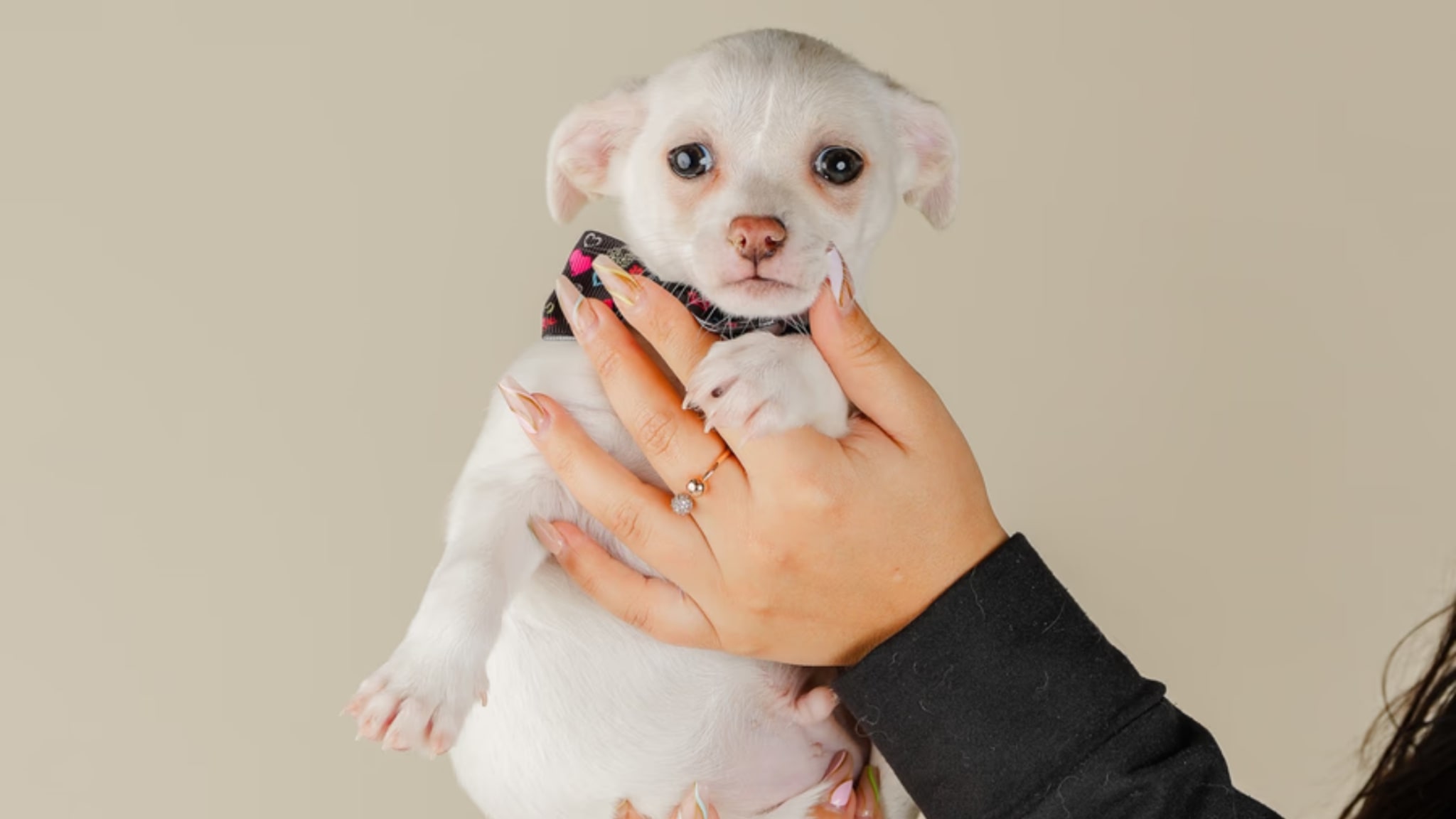 Characteristics and Traits of Chihuahua Alt text