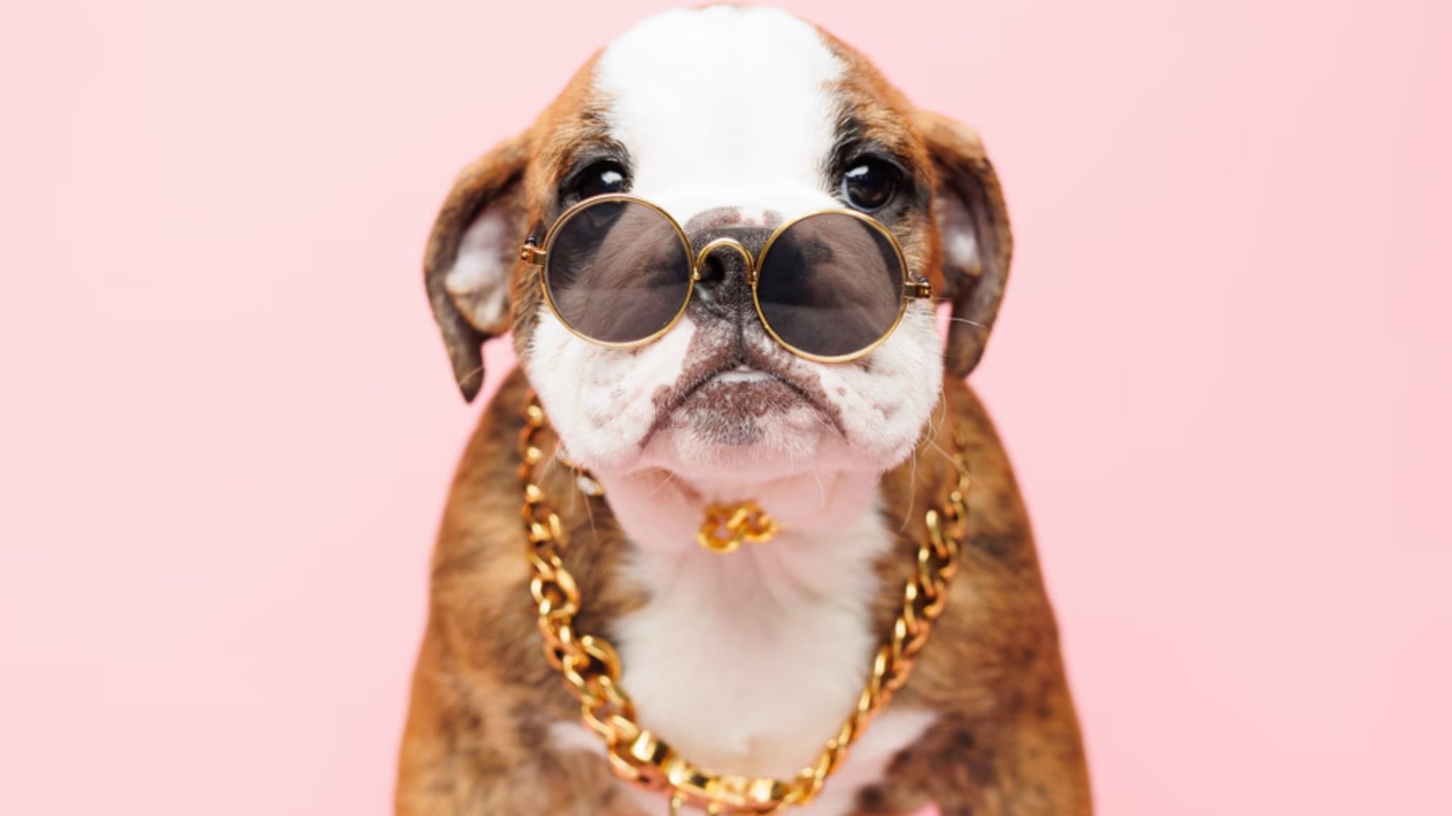 English Bulldog Puppies for Sale Alt text