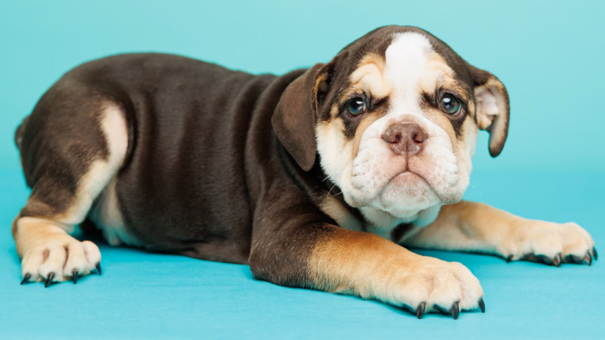 French Bulldogs, or Frenchies, are popular for their playful, alert, and charming personalities Alt text