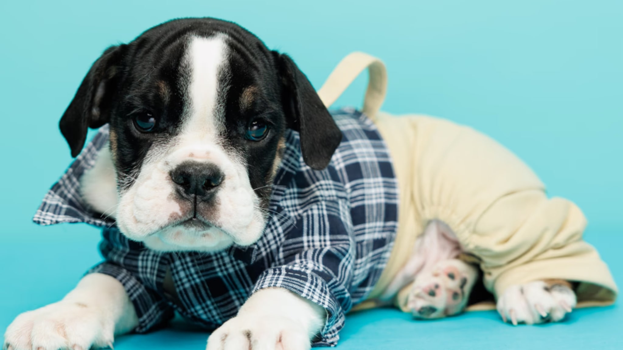 Your Loyal English Bulldog Awaits You! Alt text