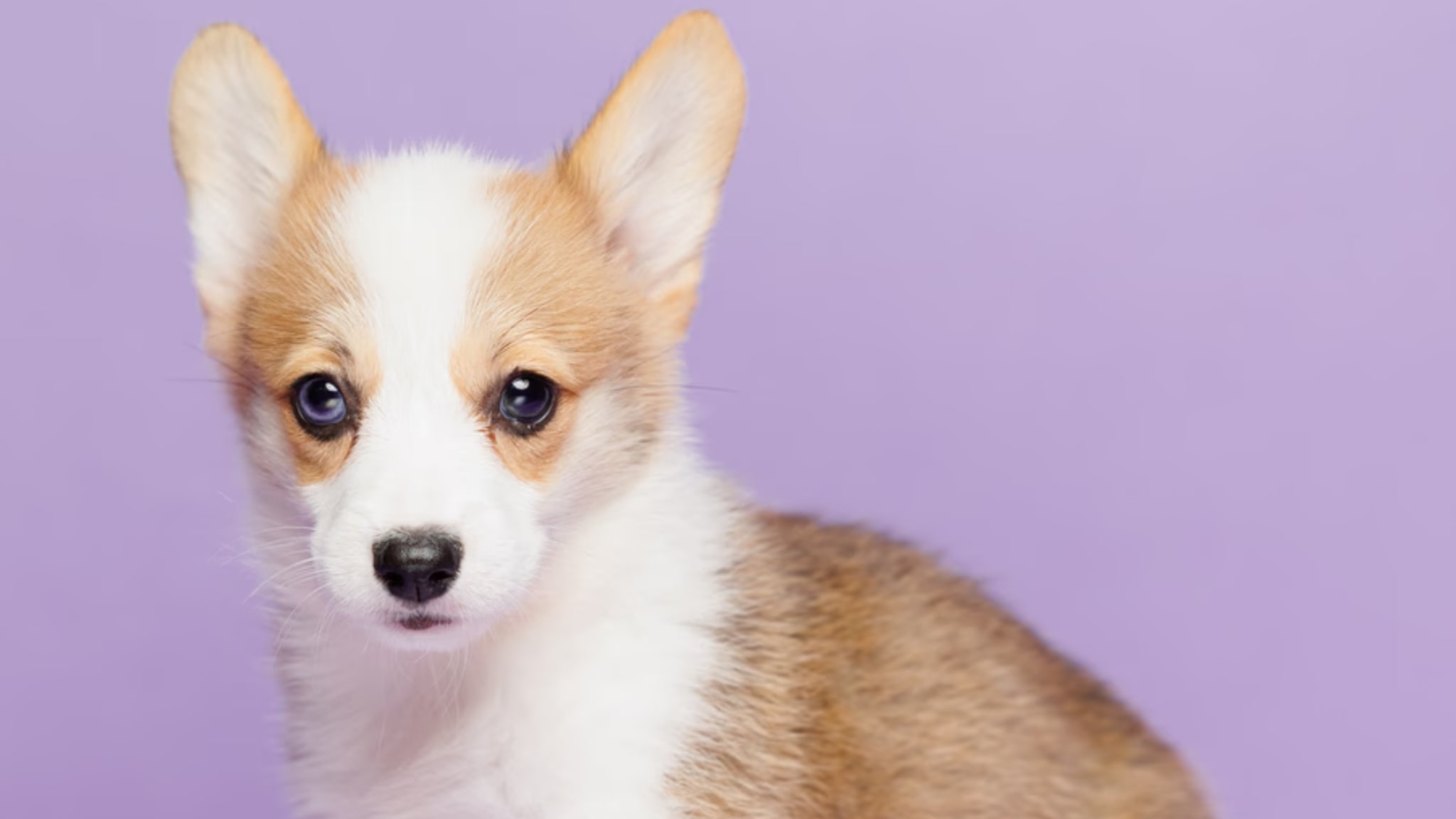 Pembroke Welsh Corgi Puppies for Sale Alt text