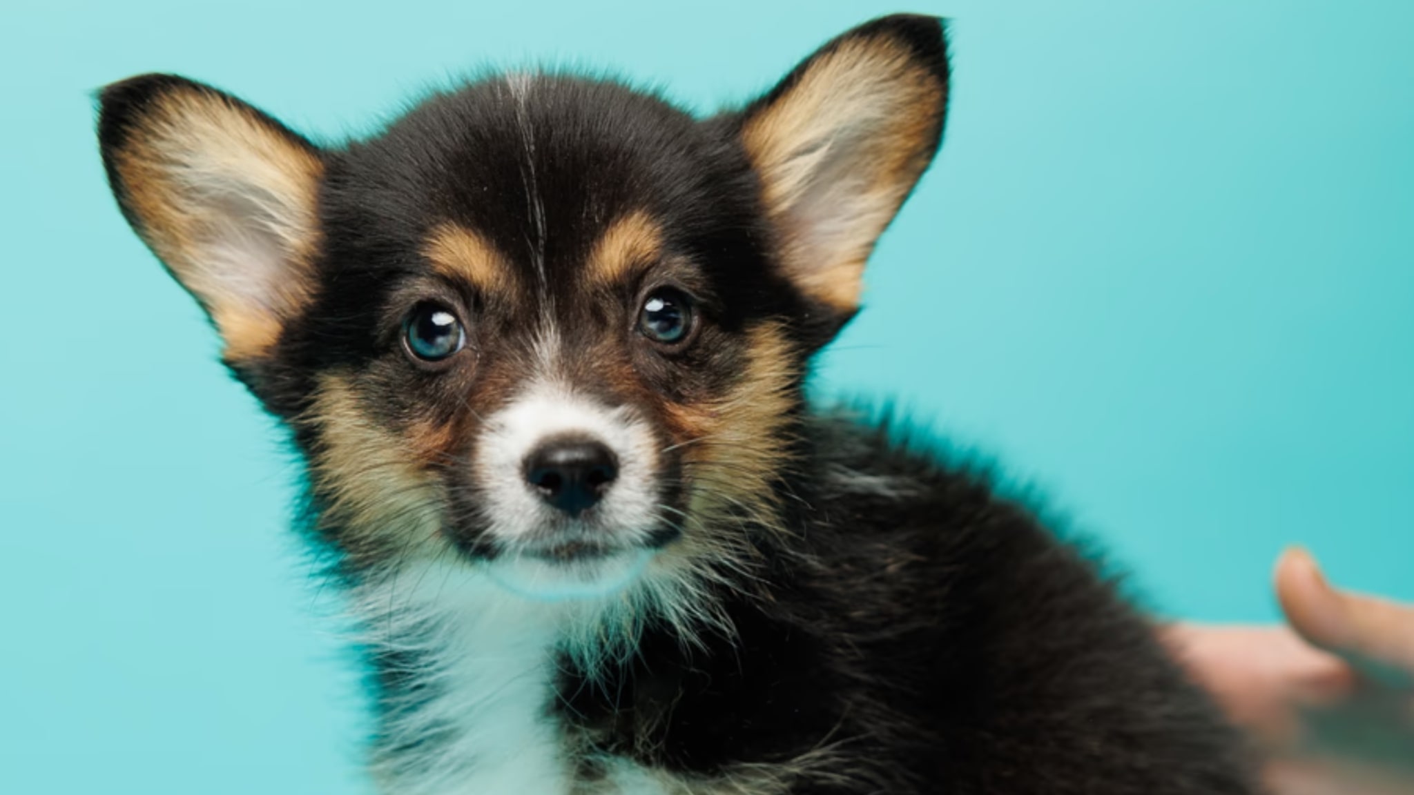 Pembroke Welsh Corgi Breed: Characteristics and Care Requirements Alt text