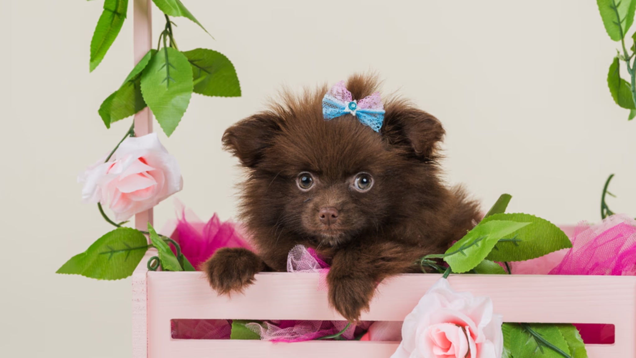 Types of Pomeranians You Can Bring Home Alt text