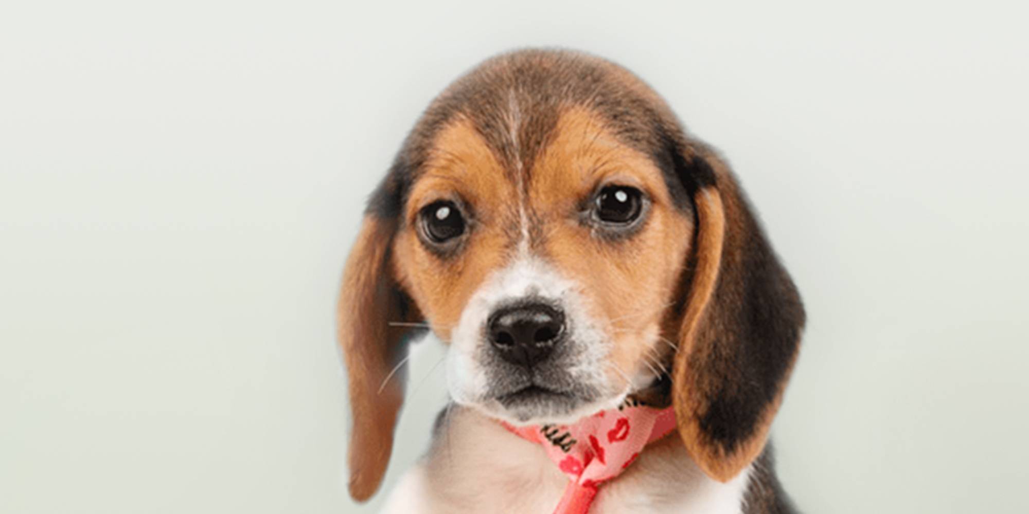 How to Adopt One of the 4,000 Beagles Rescued from a Virginia Breeding  Facility - The Farmer's Dog - Digest, image size:2000x1000