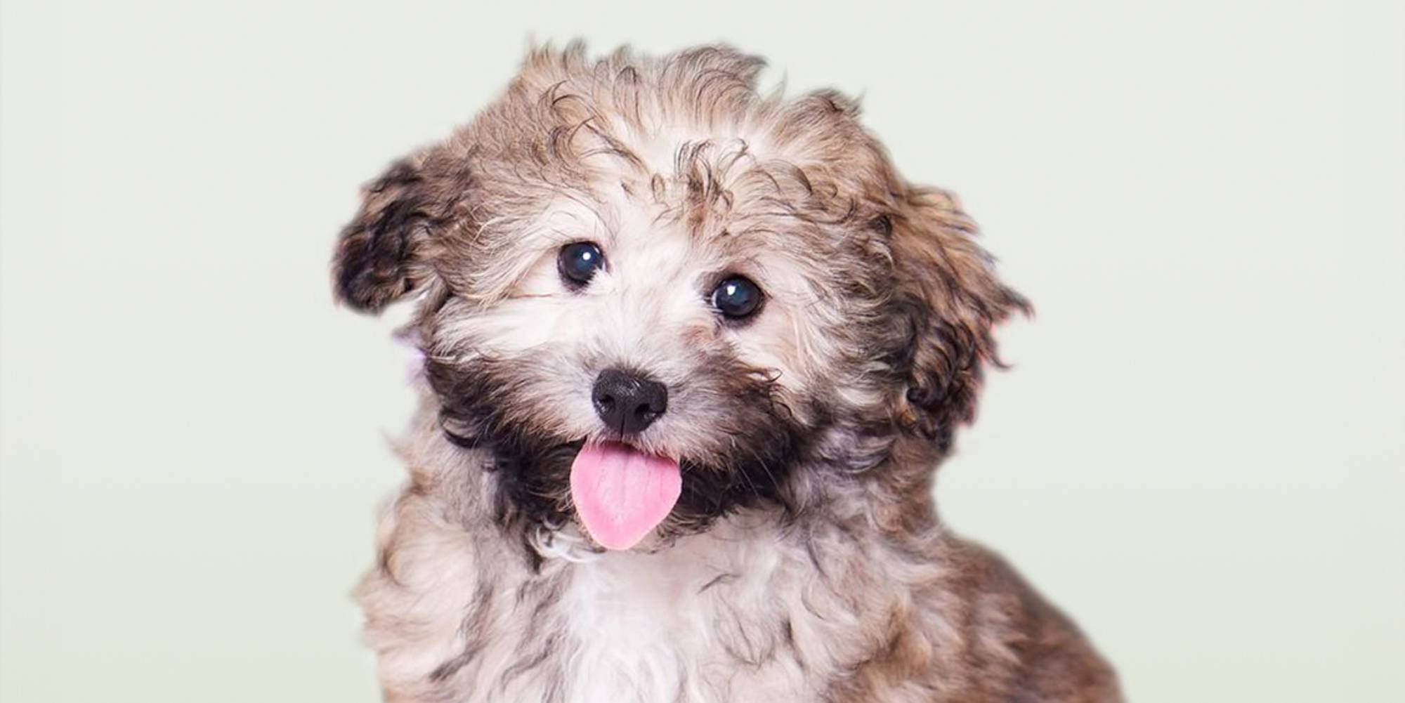 Cotton Dog Coton De Tulear Cost Full Grown Coton De Tulear Adults