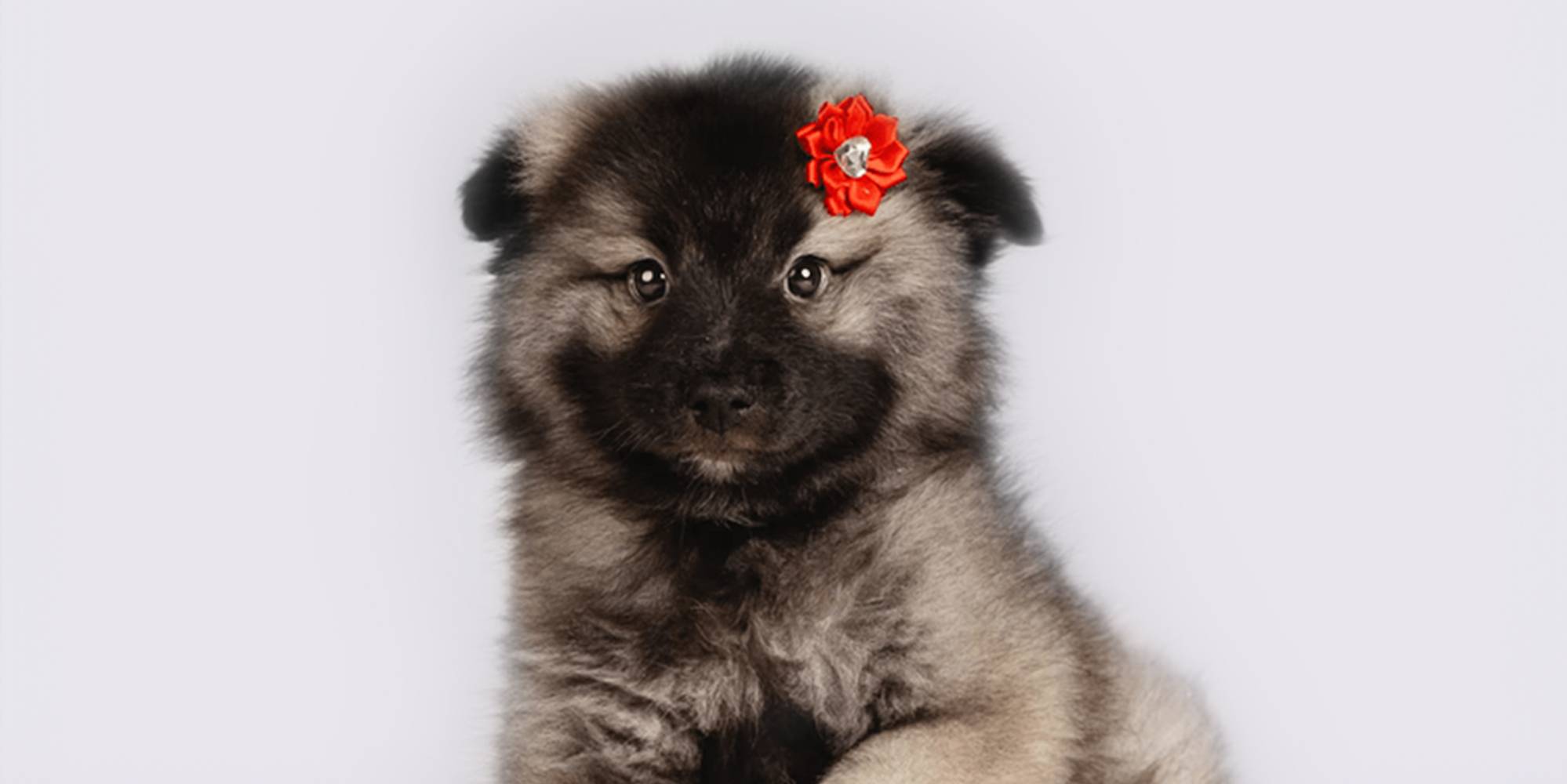 Puppies For Mini Keeshond Puppy Cheap Keeshond Dog Price Deals