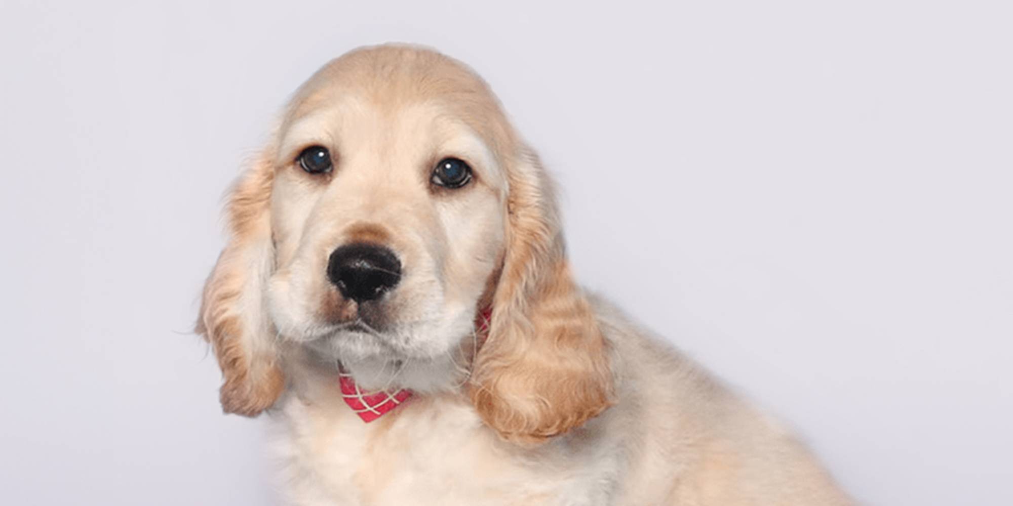 Mini Golden Retrievers vs. Full-Size Golden Retrievers: Choosing the Right  Pet for Your Family - Mini Golden Paws | Mini Golden Retriever Puppies, image size:2000x1000