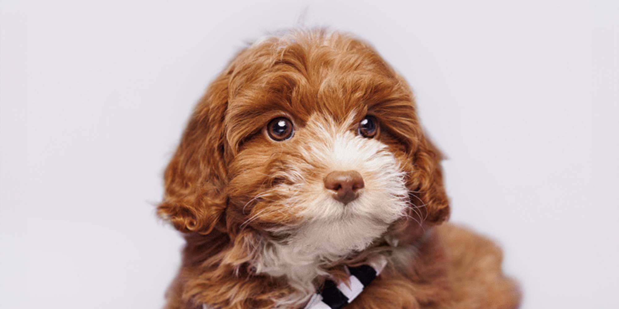 Toy shih poo puppies for sale hotsell