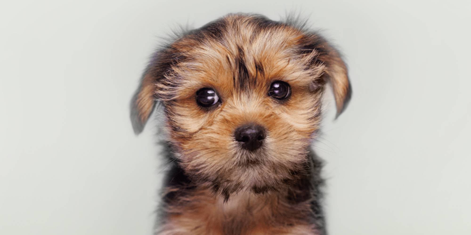 Yorkie Pom Pug Yorkie Mix For Sale Yorkie Grooming Cost Yorkshire