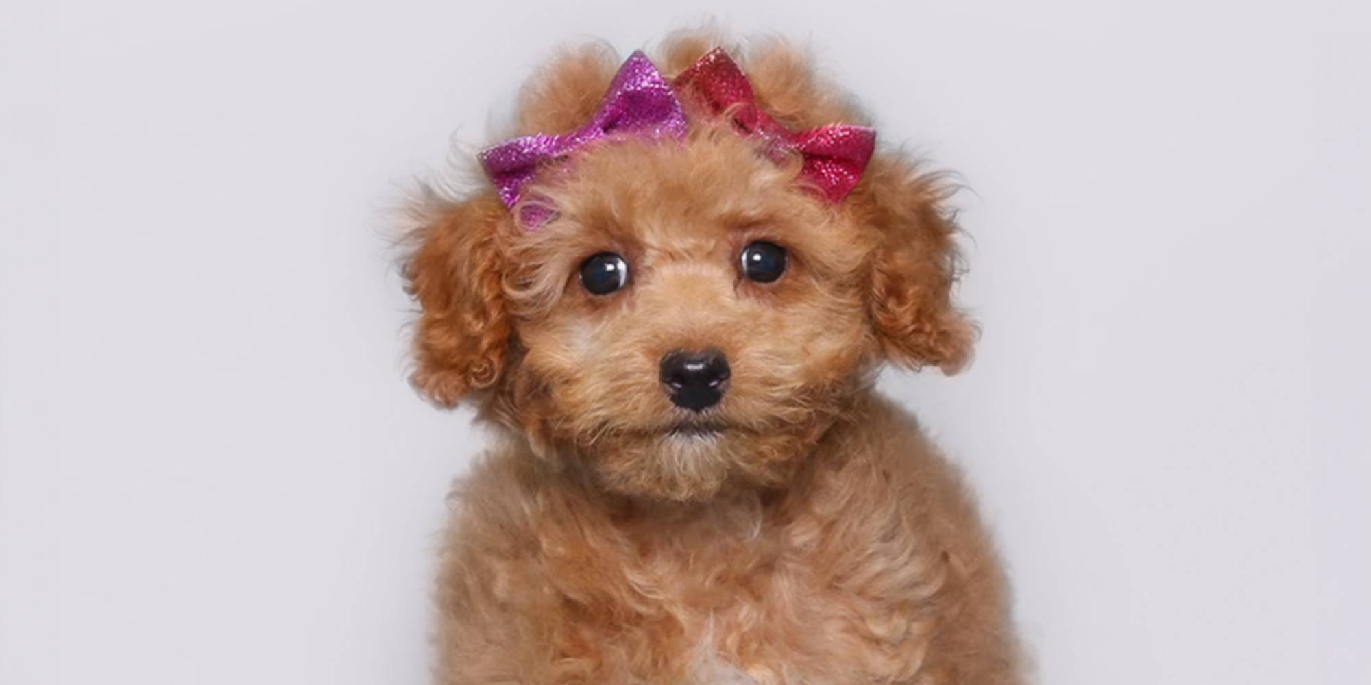 Puppyfind toy poodle hotsell