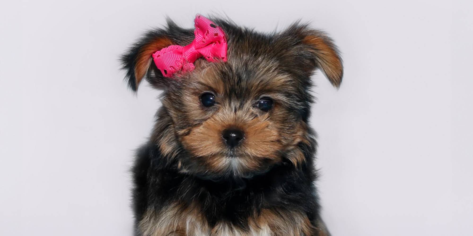 Fashion teacup yorkie fully grown