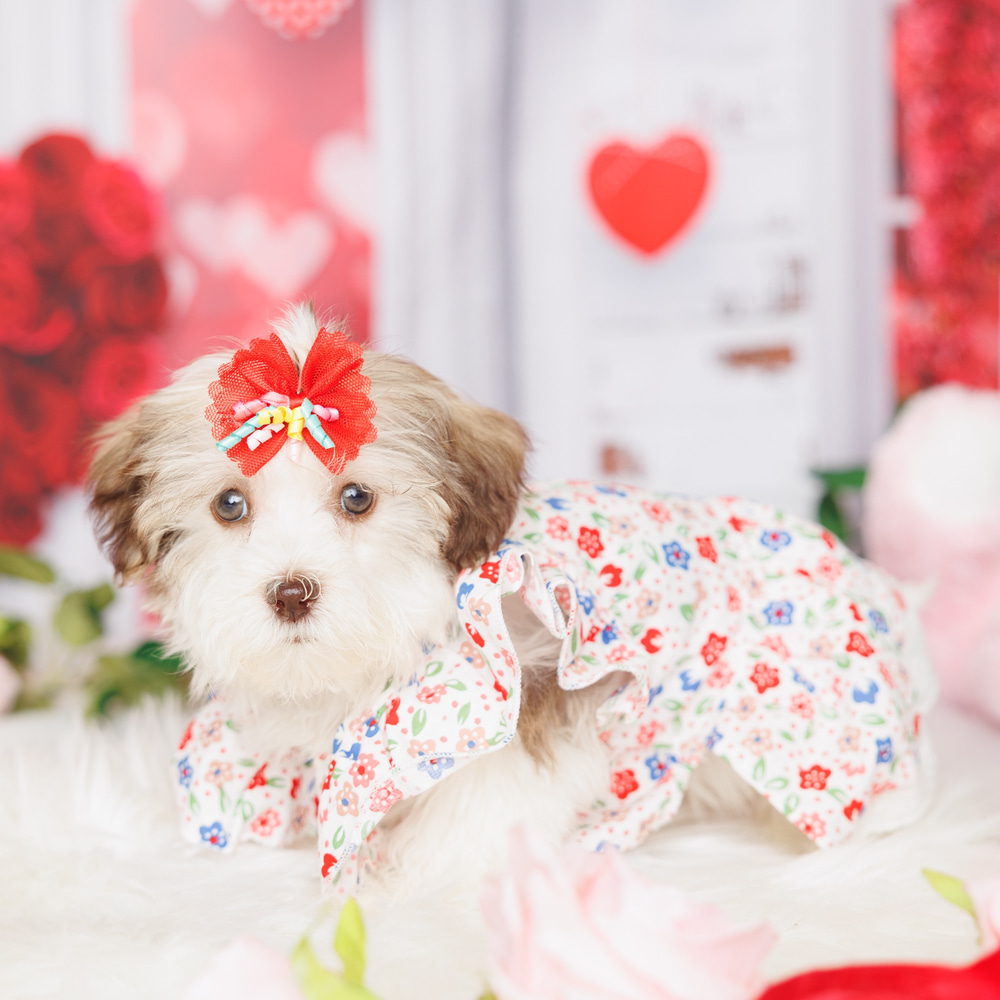 Forever Love Puppies Reviews