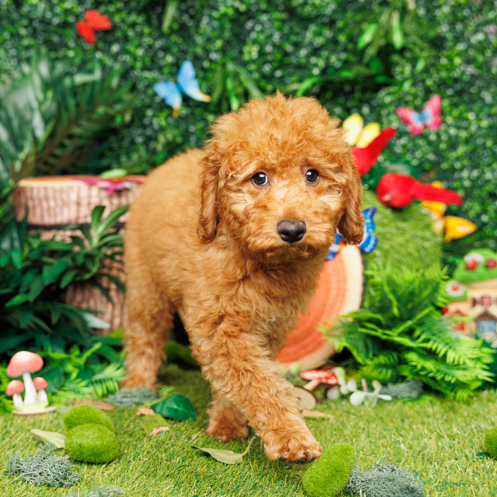 Charlie Mini Goldendoodle (F1B) Puppy Available for Adoption in Ft