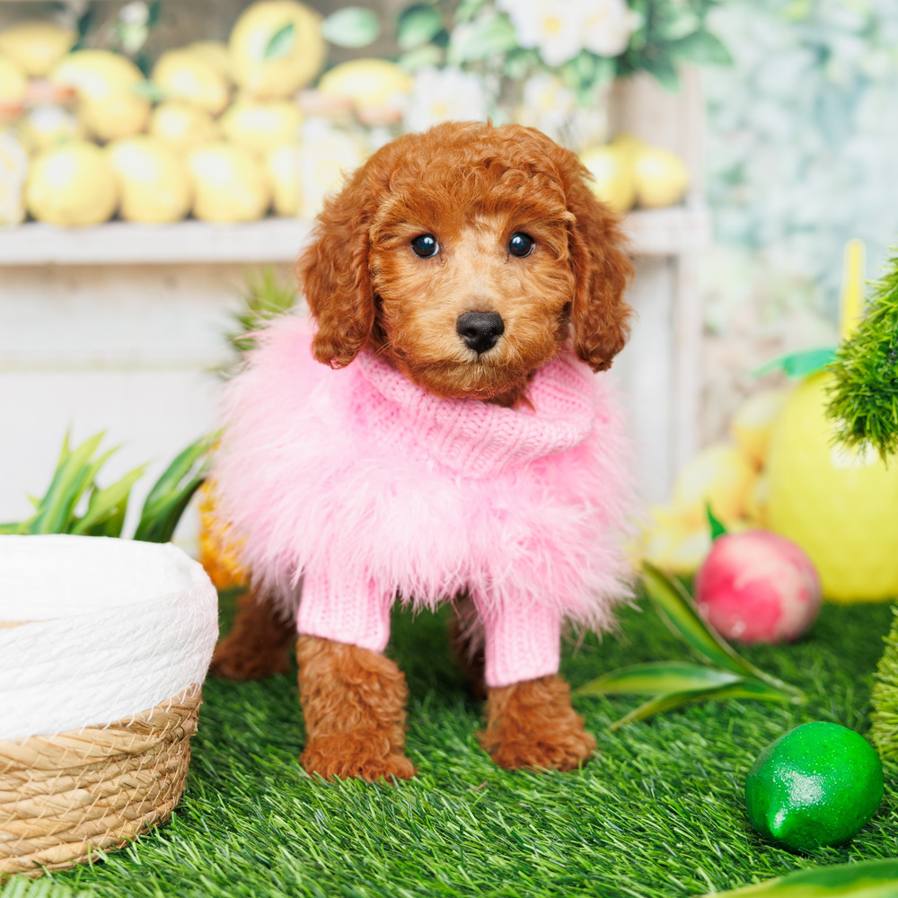 Oki - Mini Goldendoodle (F1B) Puppy Adopted in North Miami, puppy ID ...