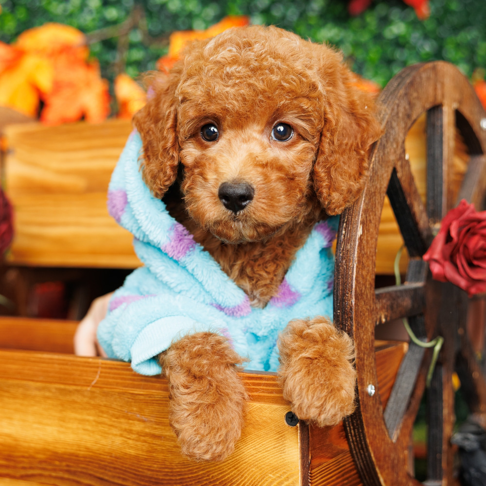 Java - Mini Poodle Puppy Adopted in Ft Lauderdale, puppy ID #00042684 ...