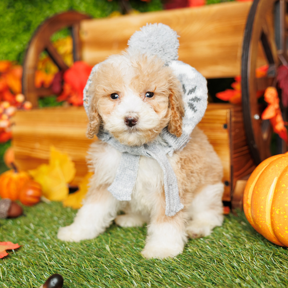 Mini Puddle Roux Saul - Mini Poodle Puppy Adopted in Pembroke Pines, puppy ID #10706295 ...
