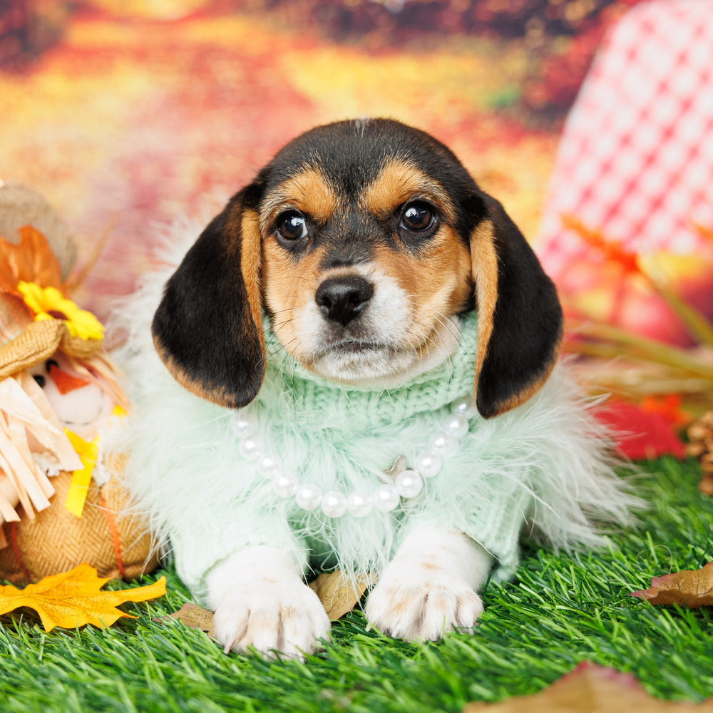 Kewpie - Beagle Puppy Available for Adoption in North Miami, puppy ID  #05745694 | Forever Love Puppies, image size:1000x1000
