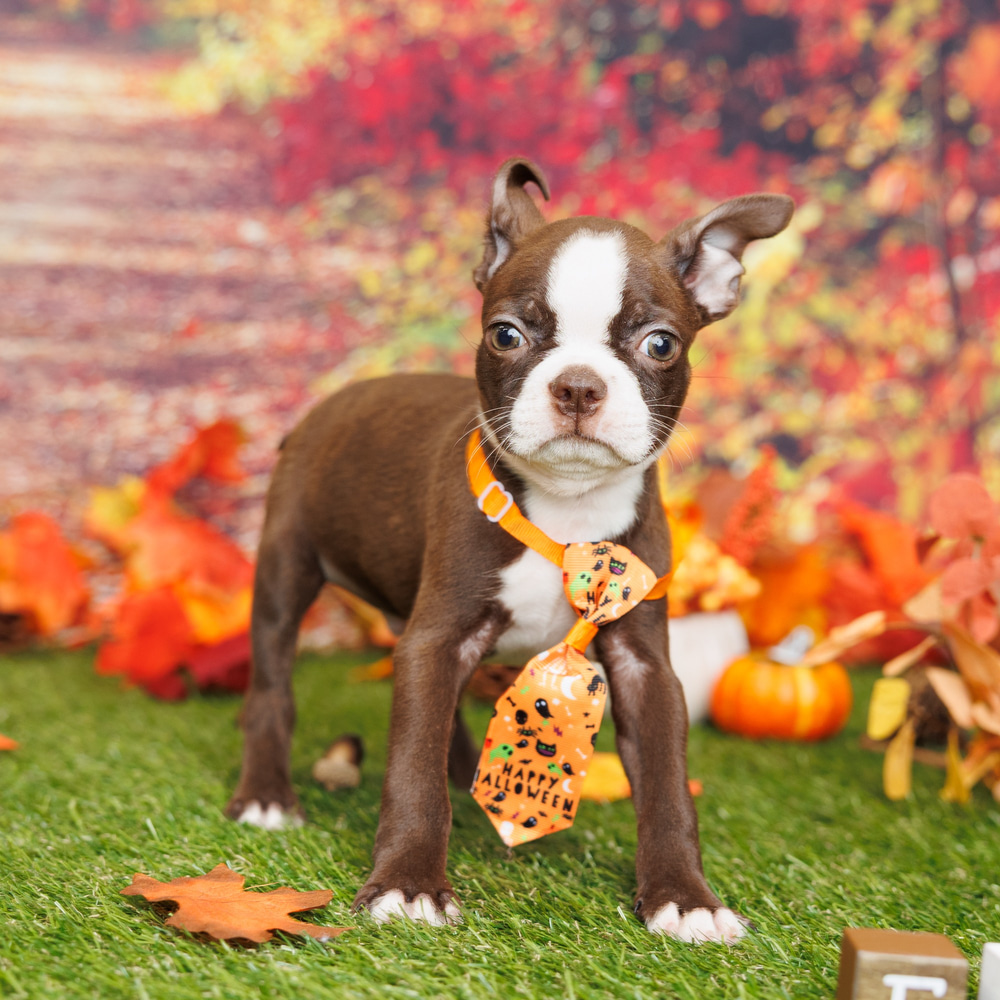 Boston Terrier Feeding Guide | Dog Feeding Guide | ProDog Raw, image size:1000x1000