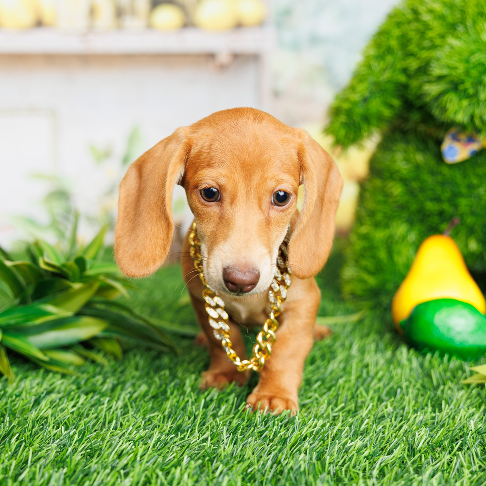 Dachshund Rescue Dachshund Teacup Puppies For Sale Mini Dachshund