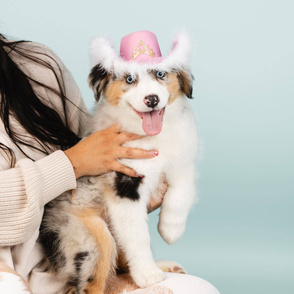 Shetland Sheepdog Puppies For Sale | Forever Love Puppies