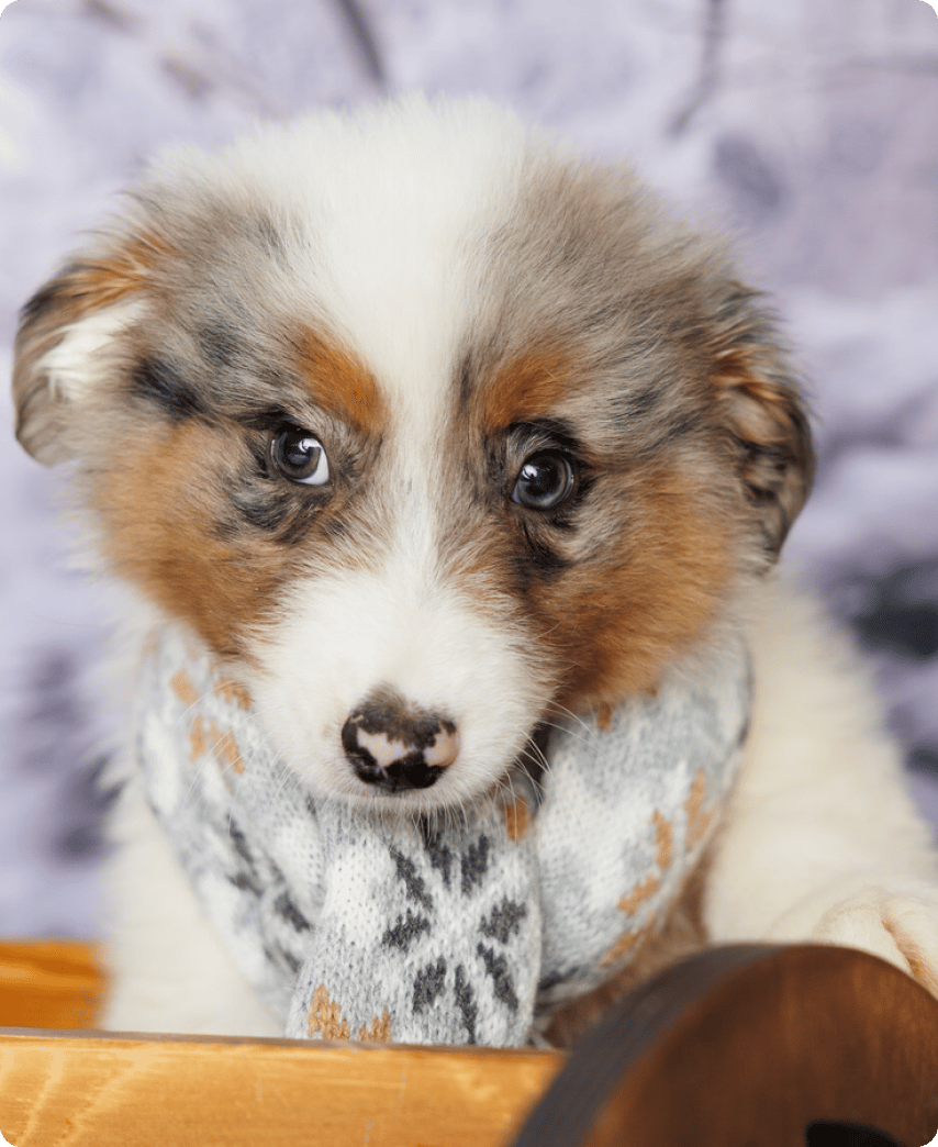 Mini Australian Shepherd - slide 4