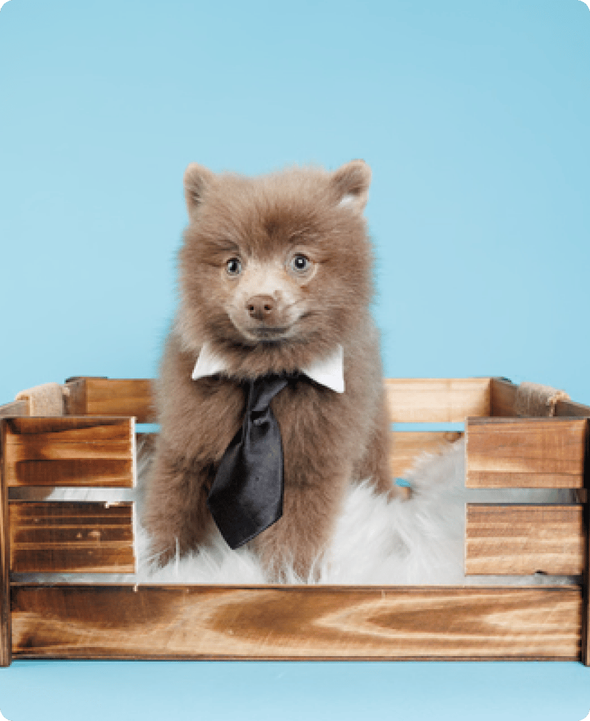 Pomeranian - slide 6