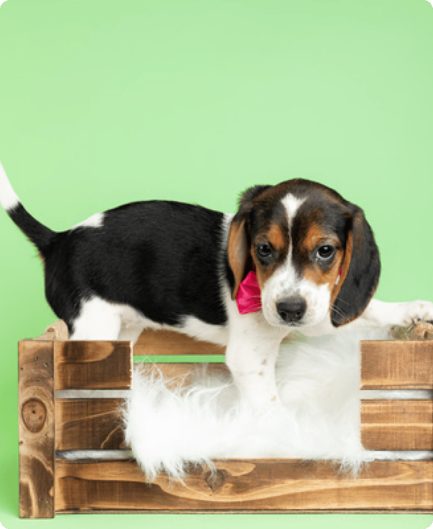 Beagle - slide 8