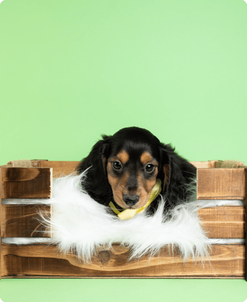 Pembroke Welsh Corgi - slide 5