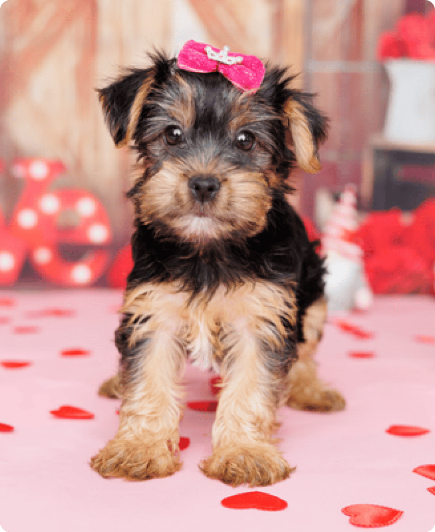 Yorkshire Terrier - slide 8