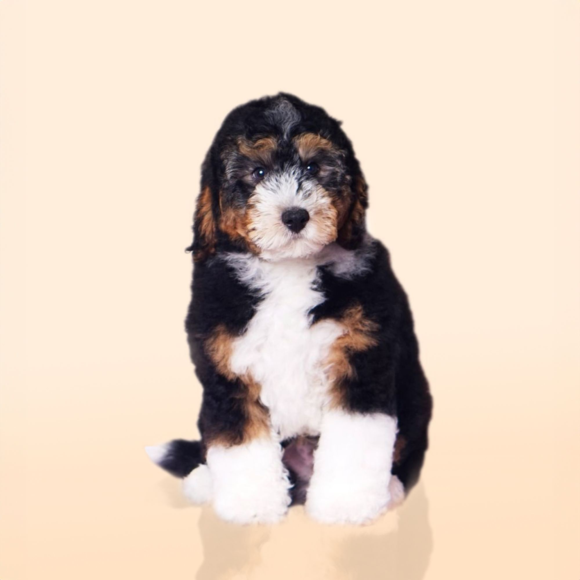 Bernedoodle puppies for sale