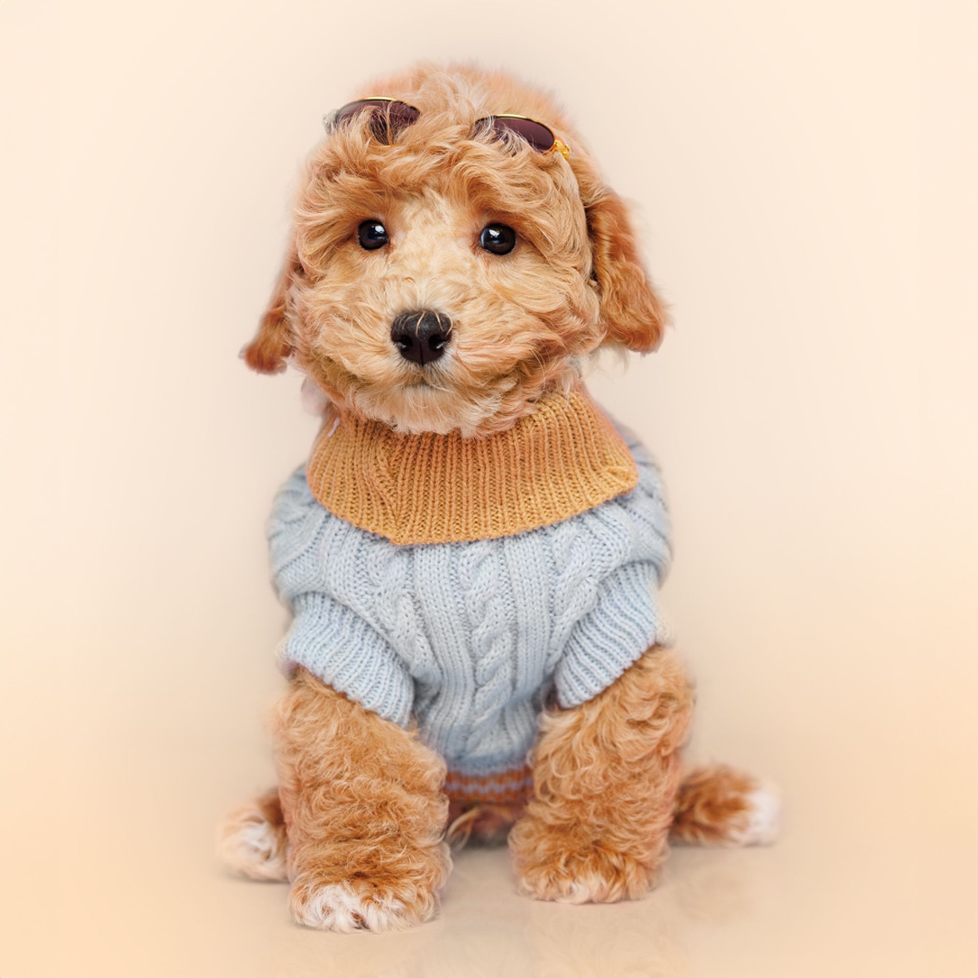 Bichonpoo puppies for sale