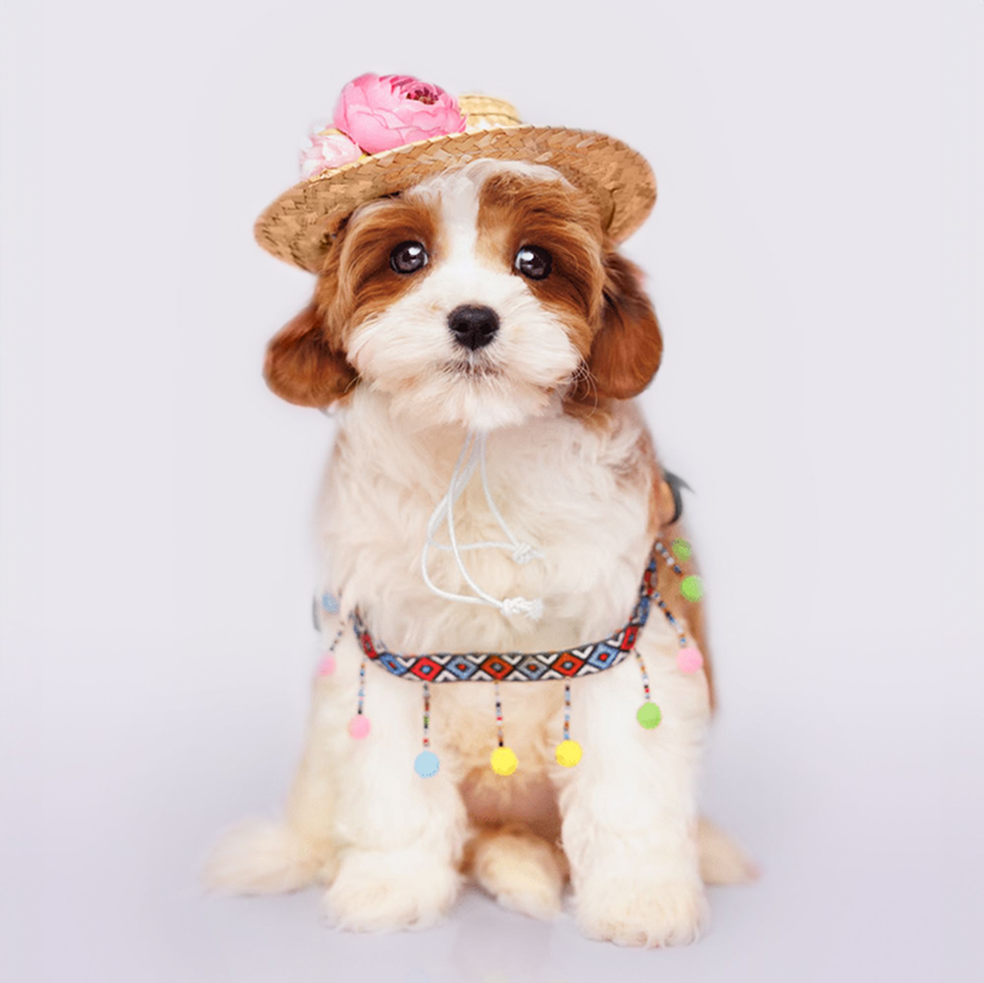 Cavapoo puppies for sale