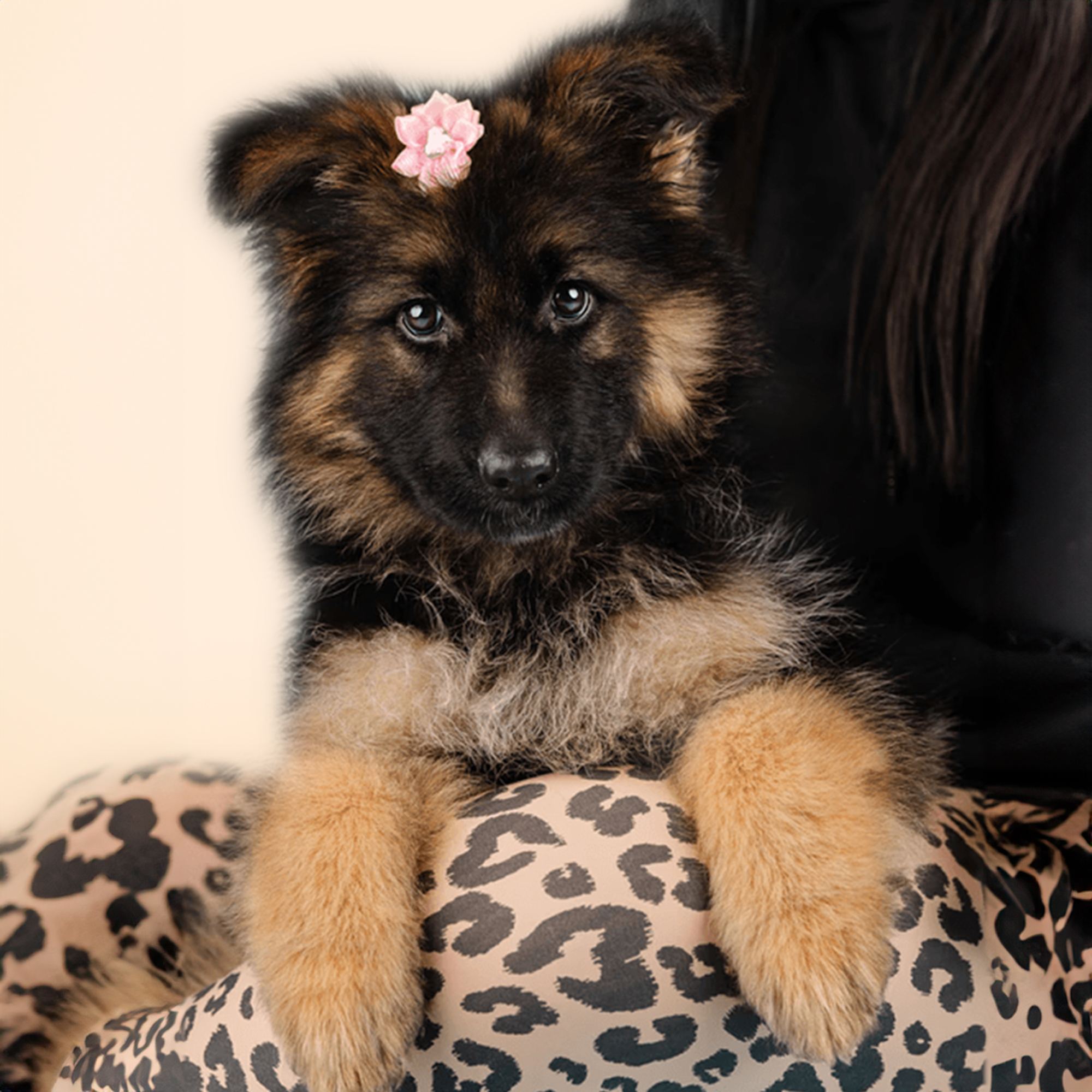 German Shepherd - slide 7