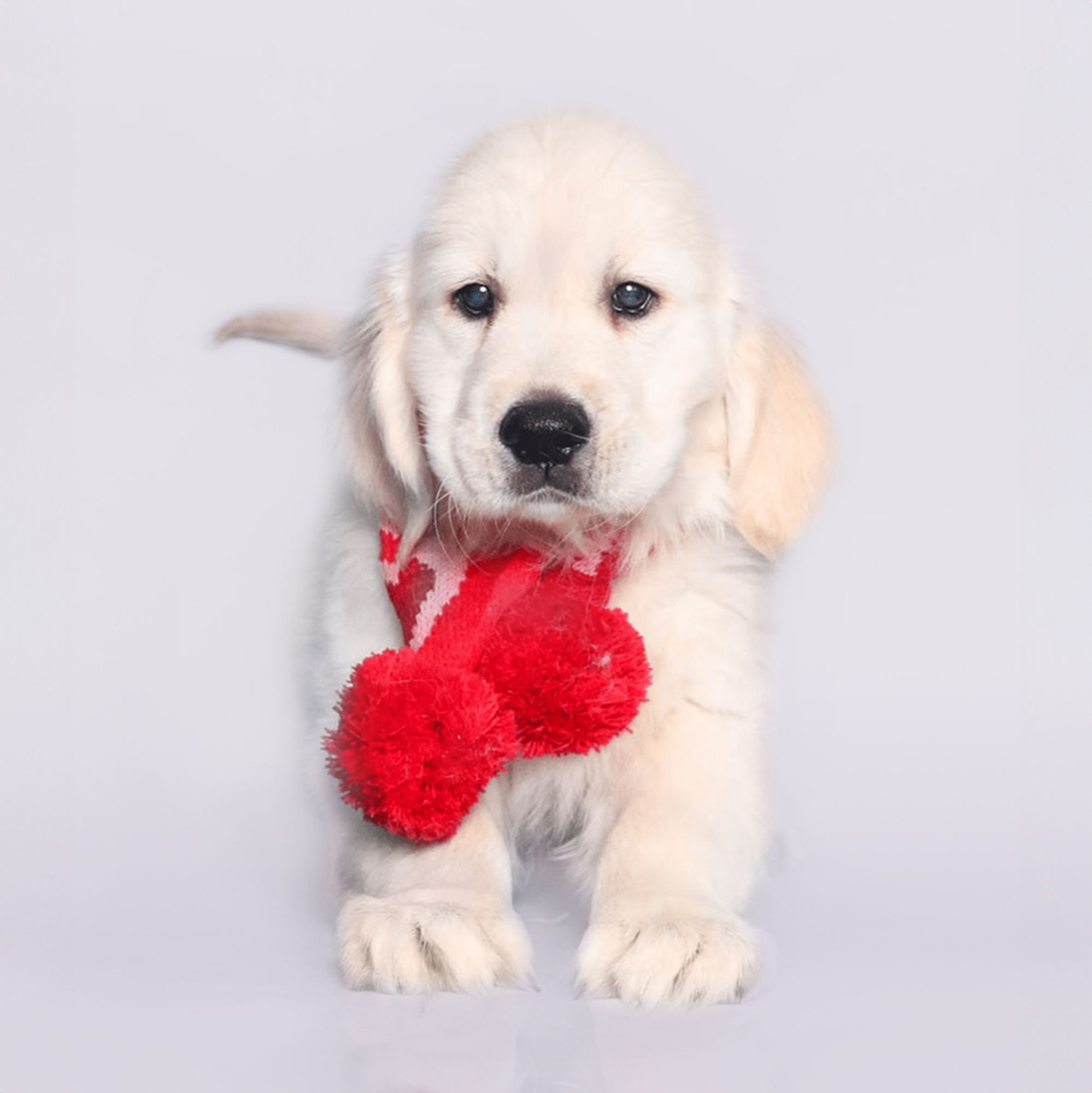 Golden Retriever - slide 1