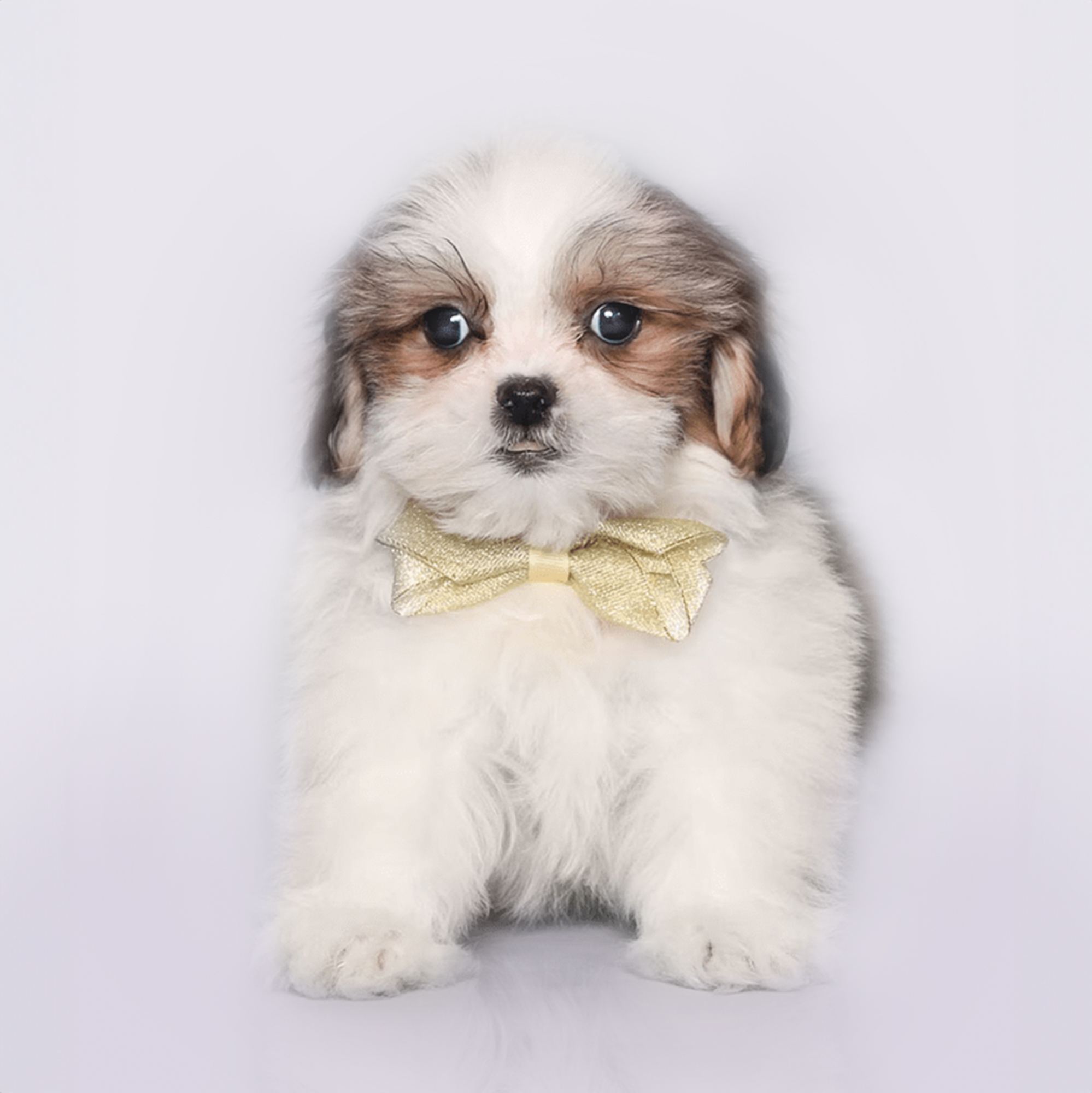 Maltishi puppies for sale