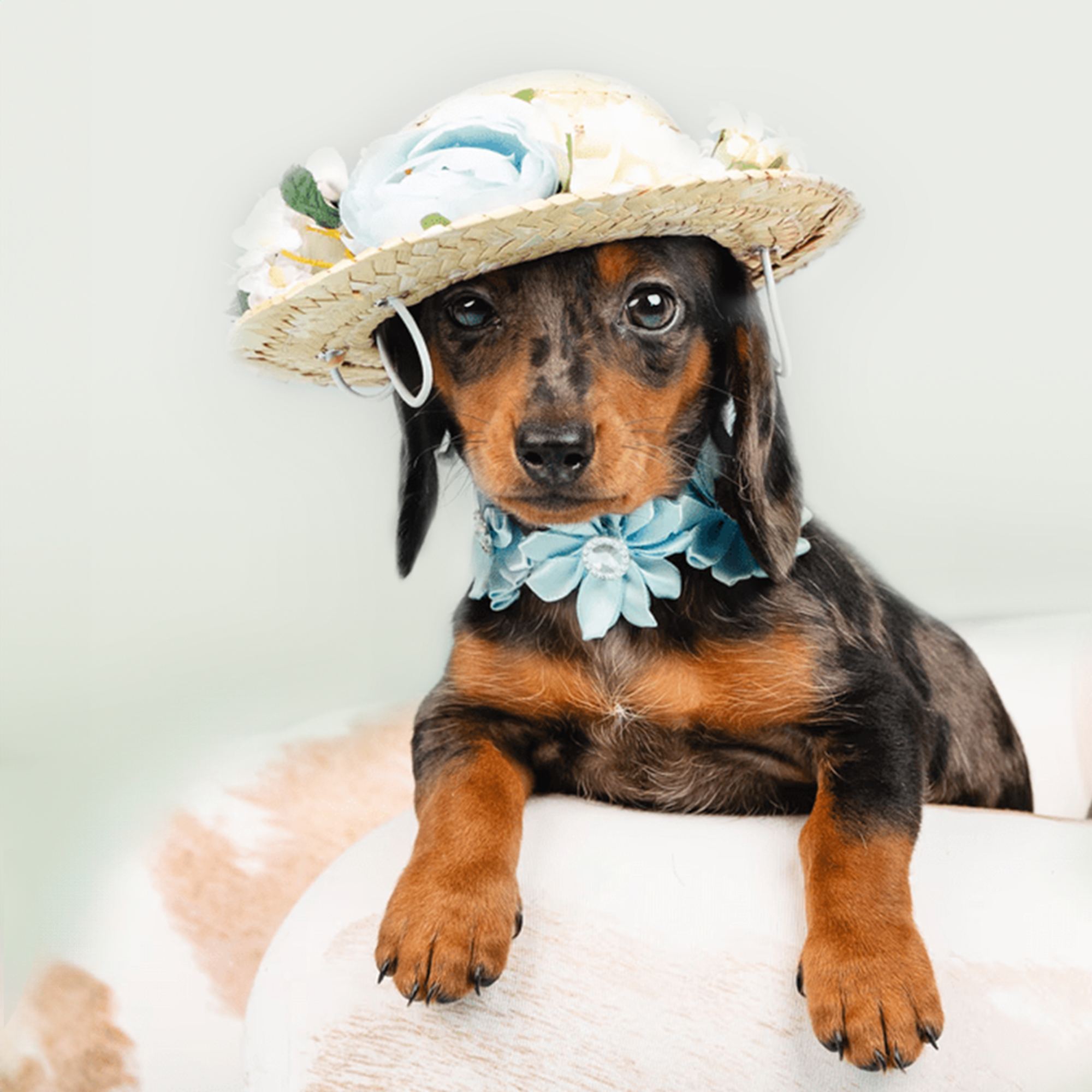 Mini Dachshund - slide 2