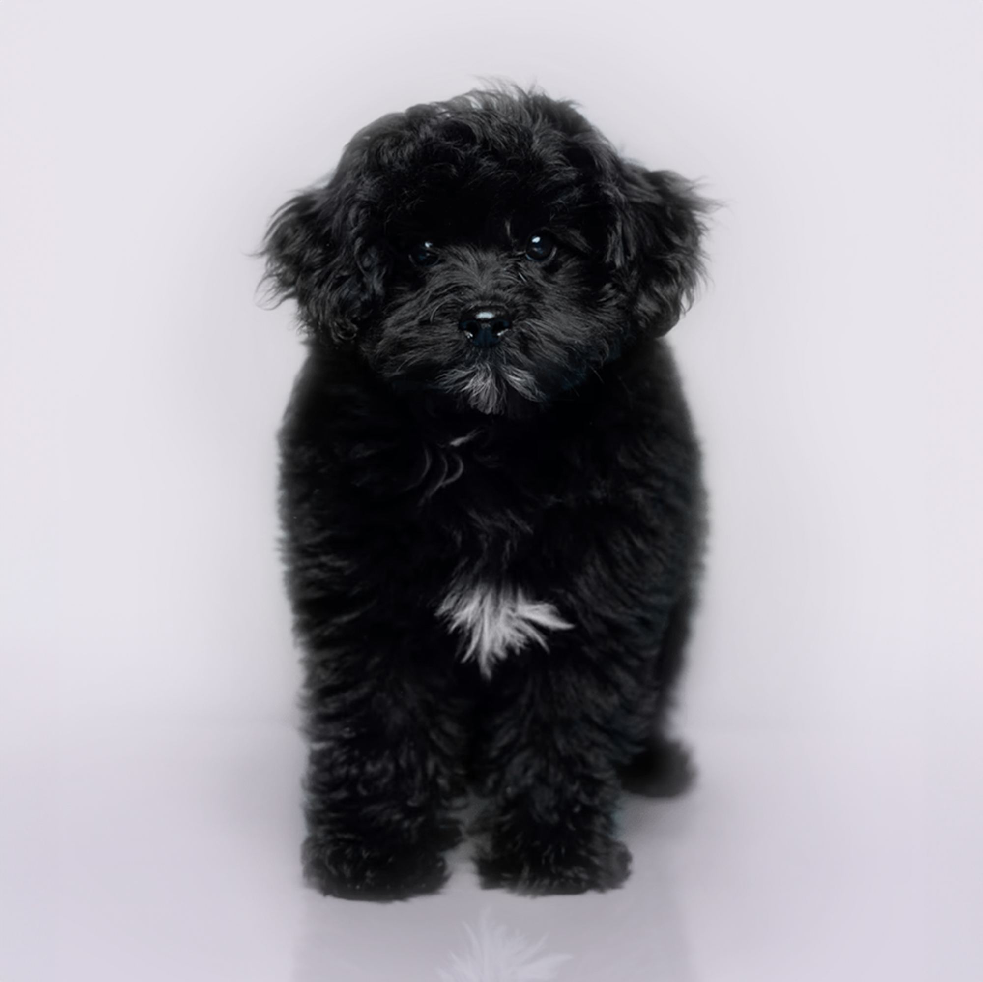 Pompoo puppies for sale