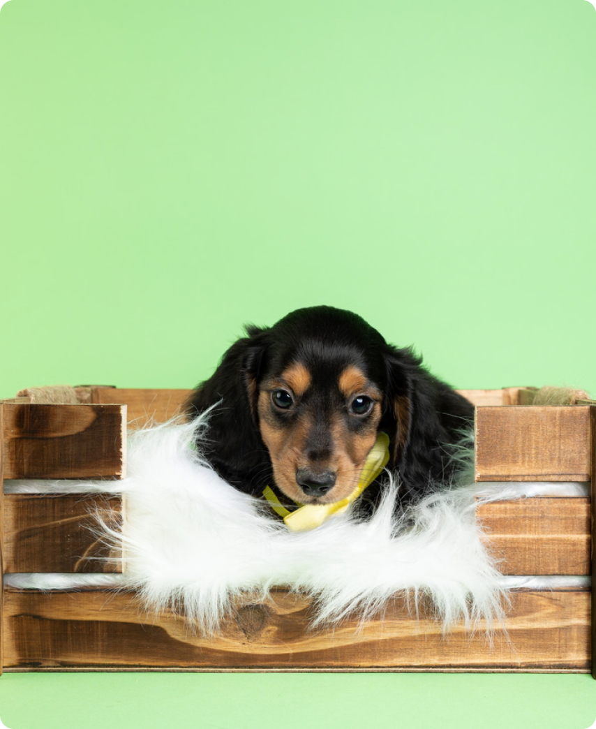 Pembroke Welsh Corgi - slide 4