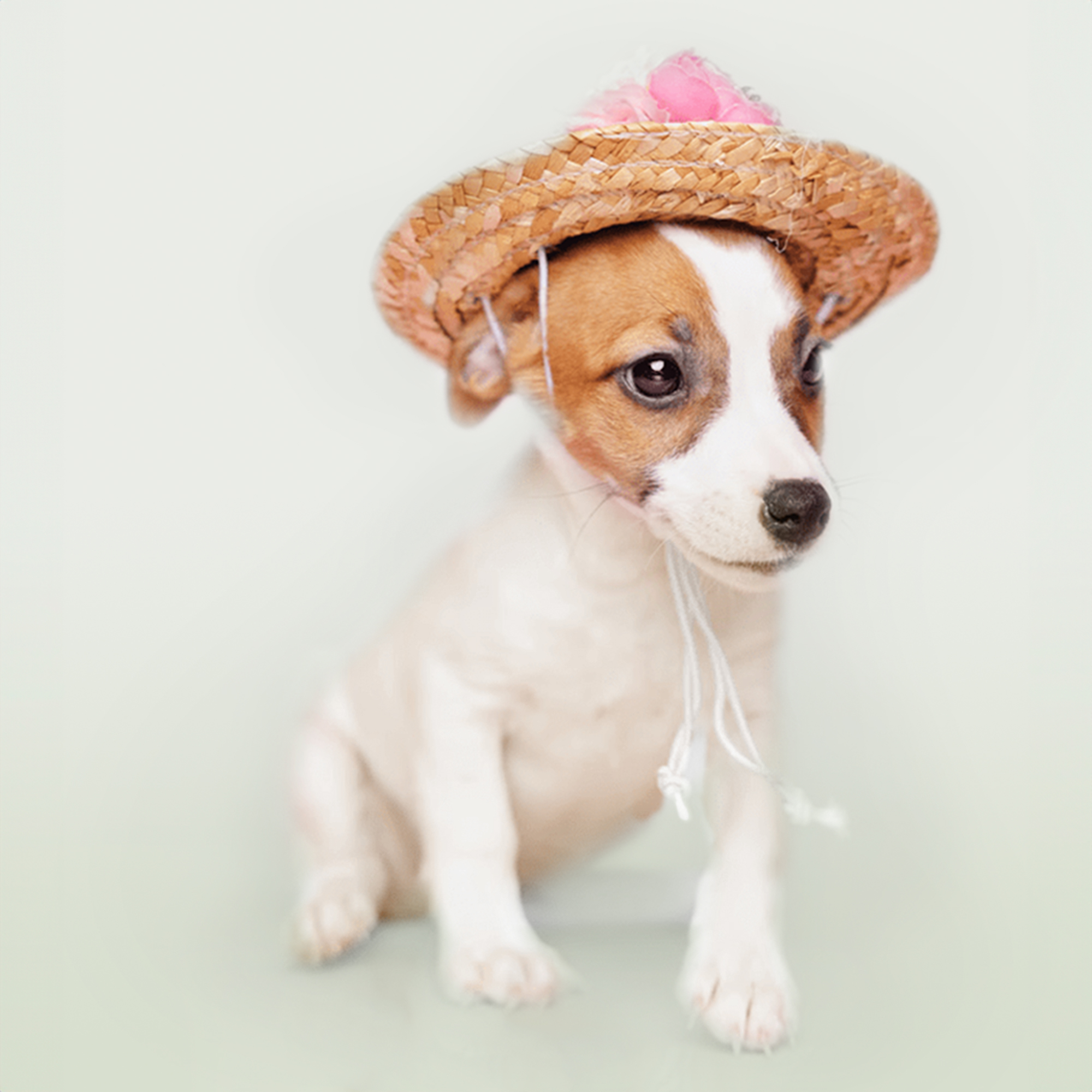Jack Russell Terrier puppies for sale