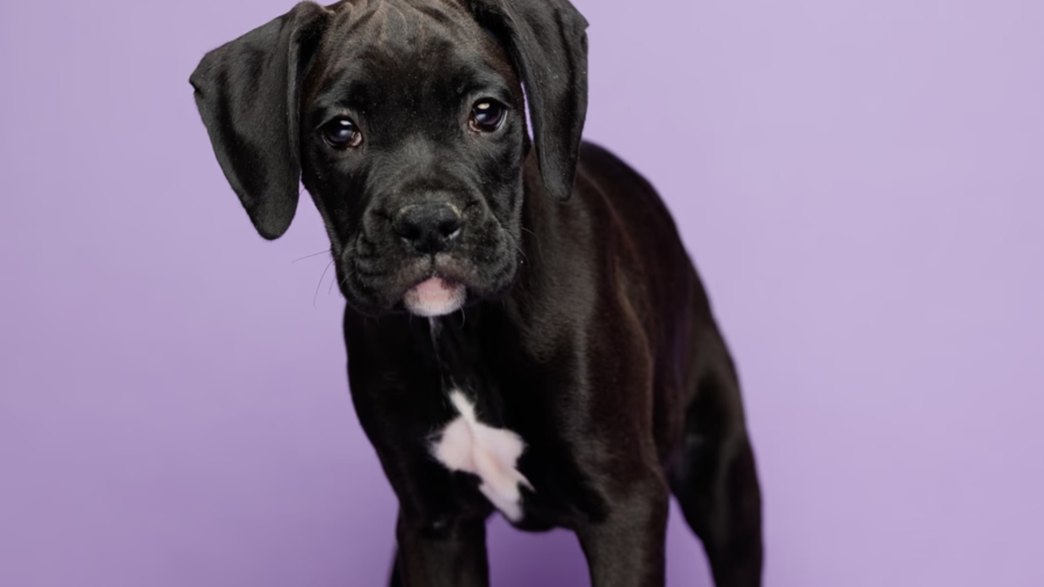 The Boxer Poodle Awaits You! Alt text