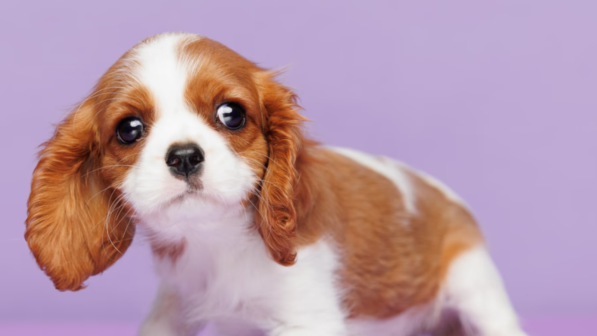 Cavalier King Charles Spaniel Puppies for Sale Alt text