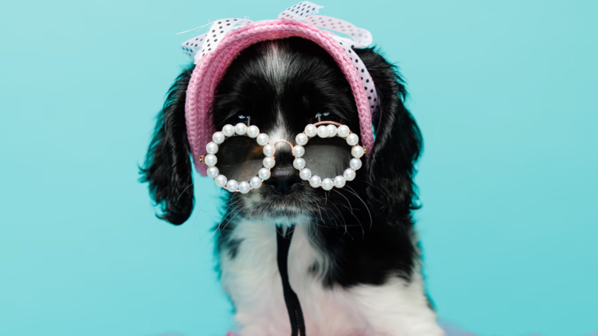 Characteristics and Traits of the Cocker Spaniel Alt text