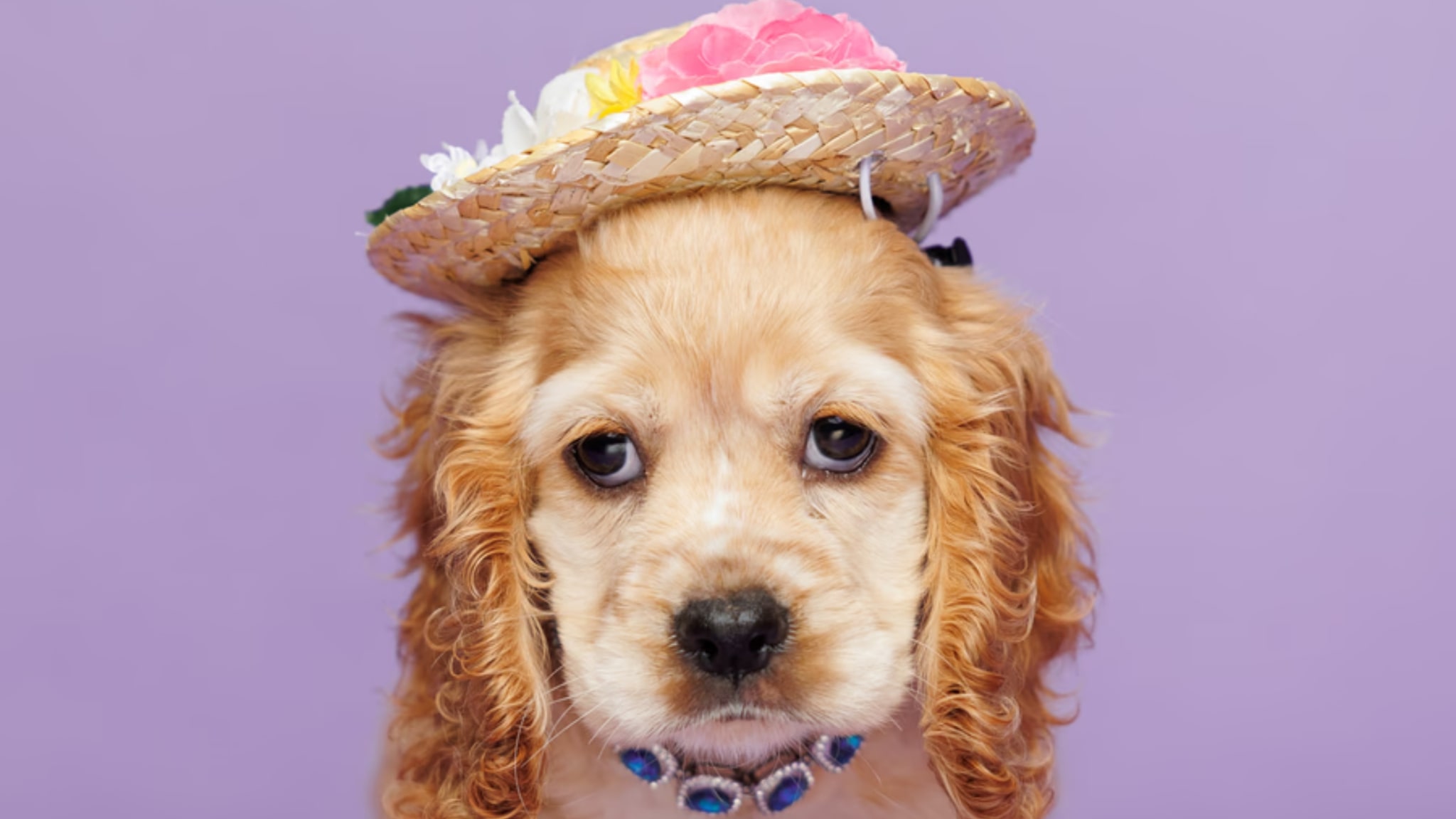 Characteristics and Traits of the Cocker Spaniel Alt text