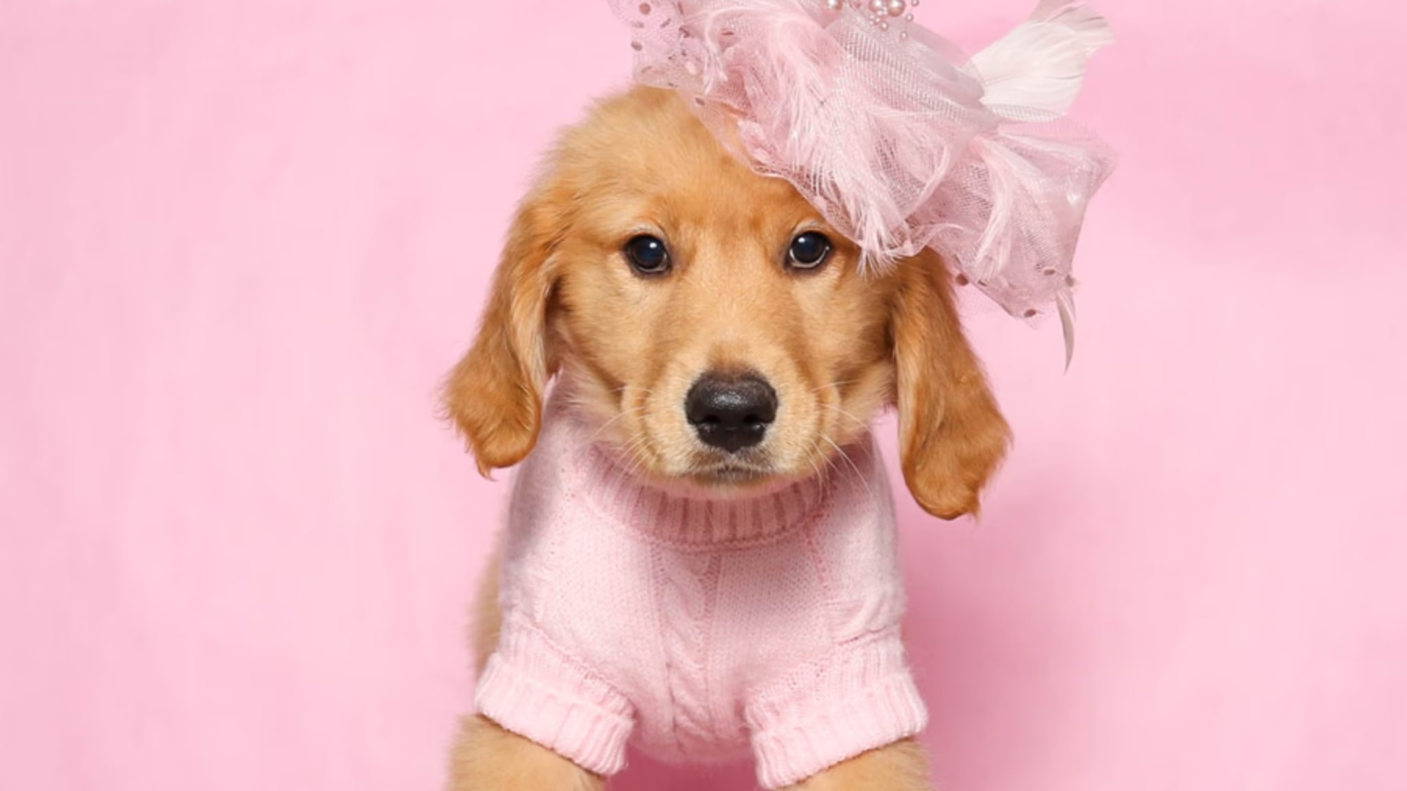 Golden Retriever Puppies For Sale Alt text