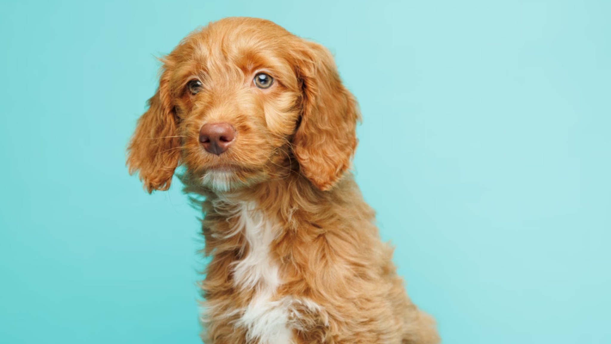 Characteristics and Traits of Goldendoodle Alt text