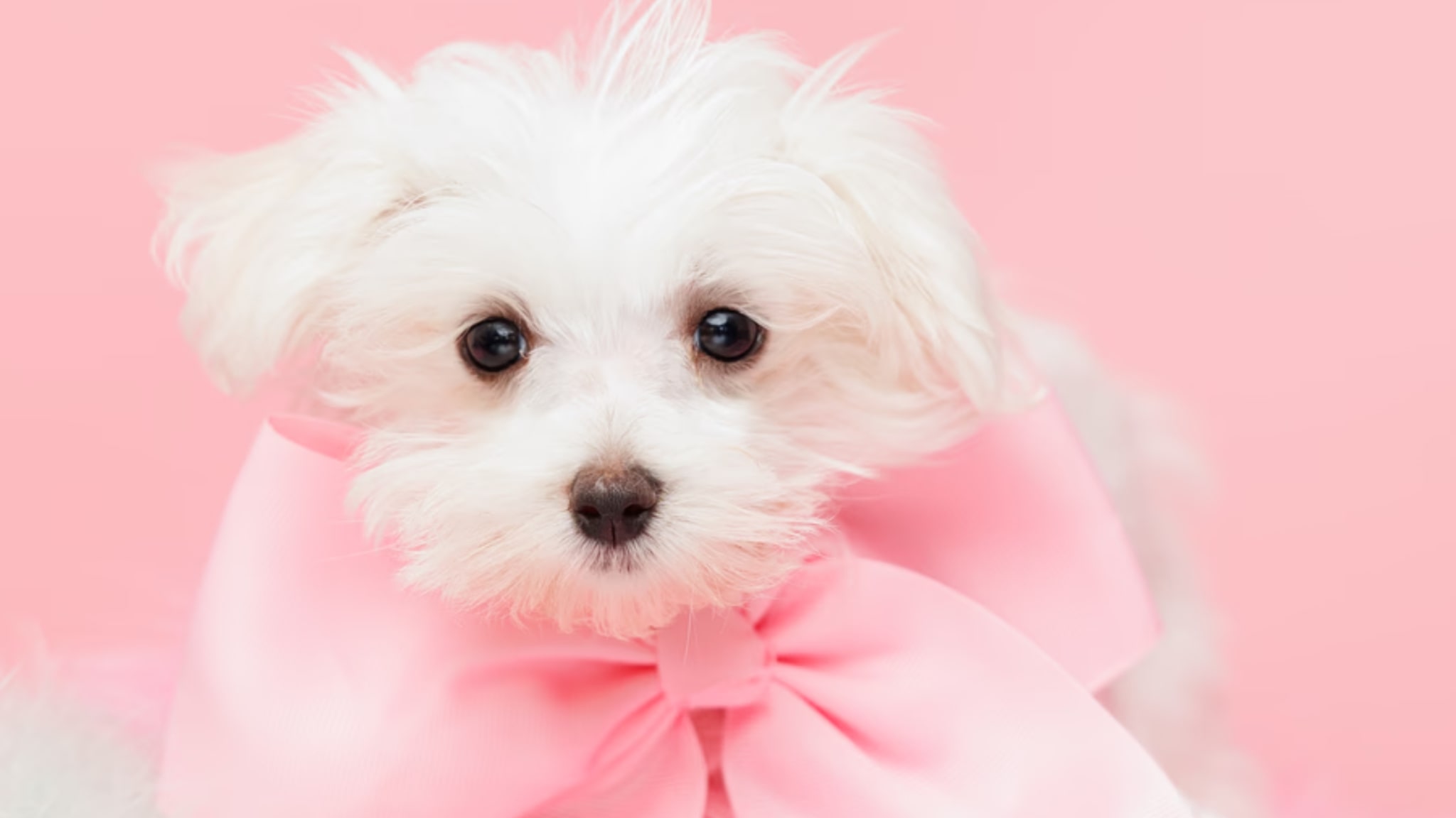 Maltese Puppies For Sale Alt text