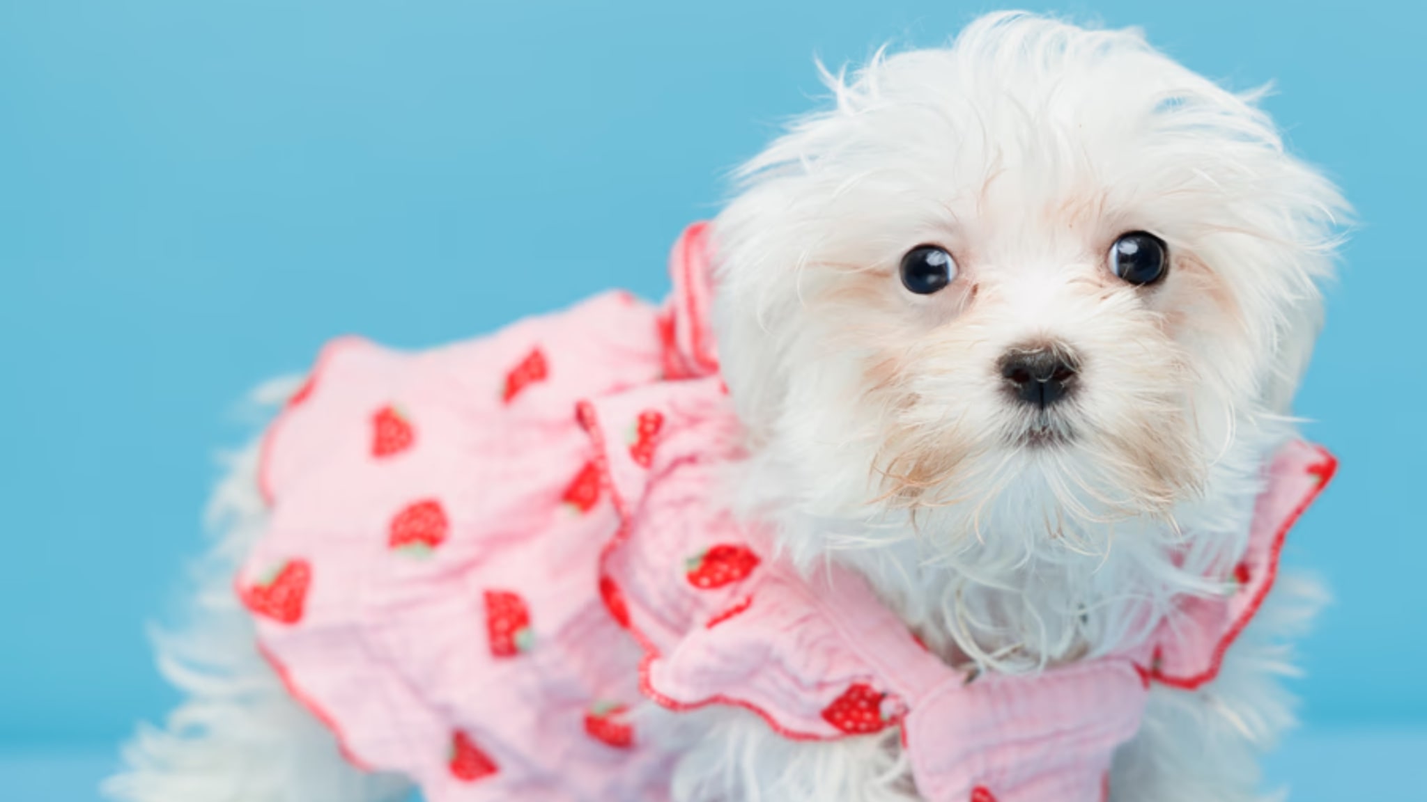 A Beautiful Maltese Puppy Awaits You! Alt text